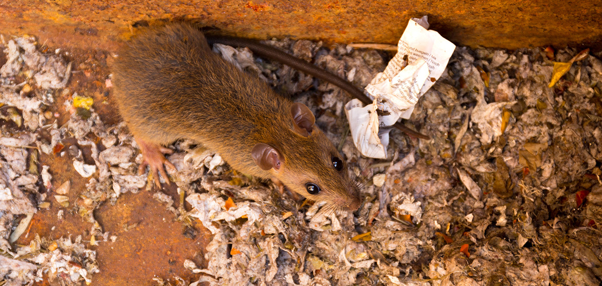 Rat around food pest control and the law legislation article PPC online